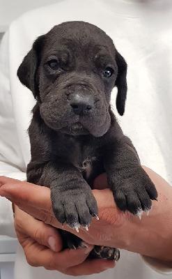 Lausbub Vom Hause Wagner