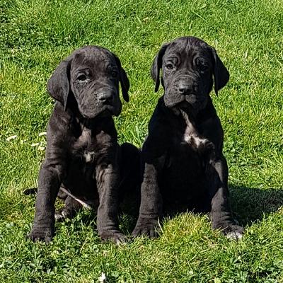 Lausbub Vom Hause Wagner