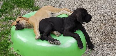 Lustiger Vom Hause Wagner