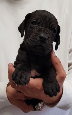 Ladylike Vom Hause Wagner