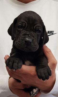 Ladylike Vom Hause Wagner