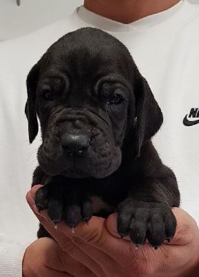 Liebestolle Vom Hause Wagner