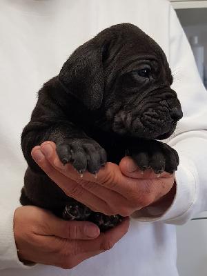 Liebestolle Vom Hause Wagner