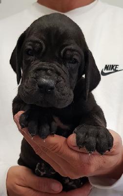 Liebestolle Vom Hause Wagner