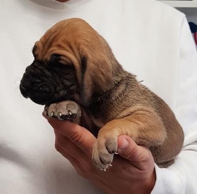 Liebelein-Lina Vom Hause Wagner