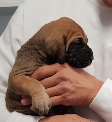 Liebelein-Lina Vom Hause Wagner