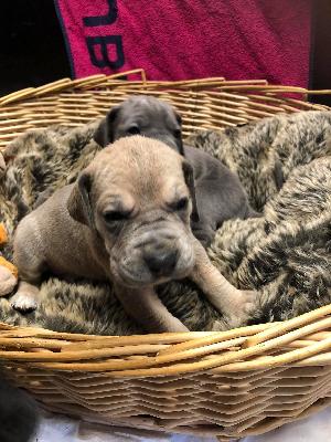 Luemmellady Vom Hause Wagner