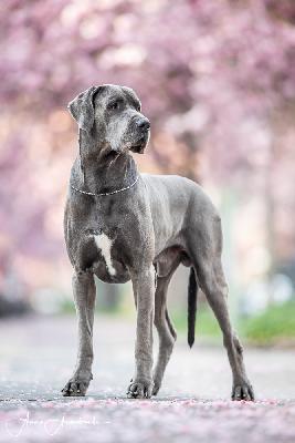 Ch Elderberrys Baba Bear