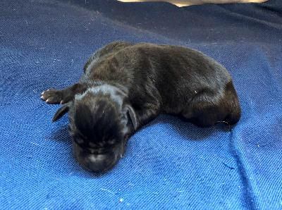 Yaegar-George Von Schlesien