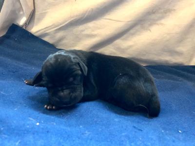 Yaegar-George Von Schlesien