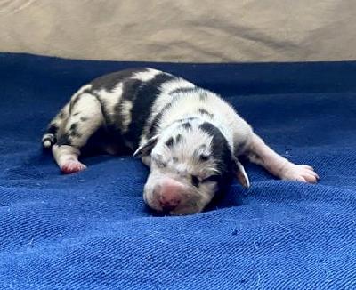 Yildiz Von Schlesien