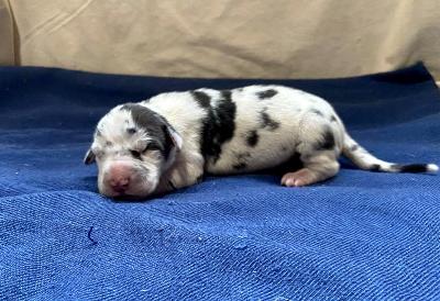 Yildiz Von Schlesien