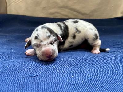 Yildiz Von Schlesien