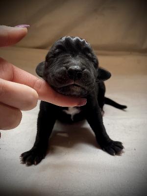 Y-Wreak-Havoc Von Schlesien