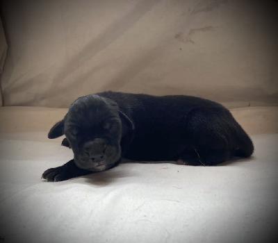 Y-Wreak-Havoc Von Schlesien