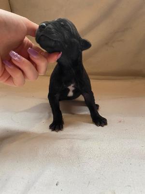 Yara-Belle Von Schlesien