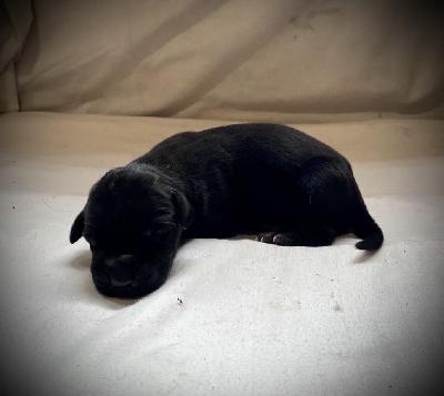 Yara-Belle Von Schlesien