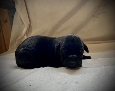 Yara-Belle Von Schlesien