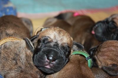 Lessing vom Hause Rawert