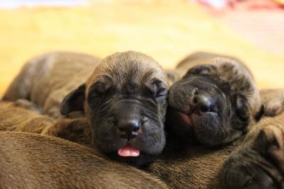 Linus vom Hause Rawert