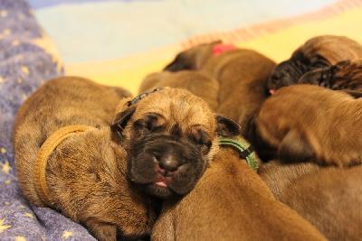 Ludwig vom Hause Rawert