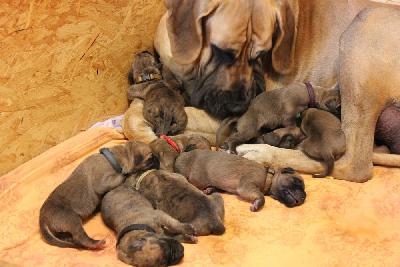 Lord vom Hause Rawert