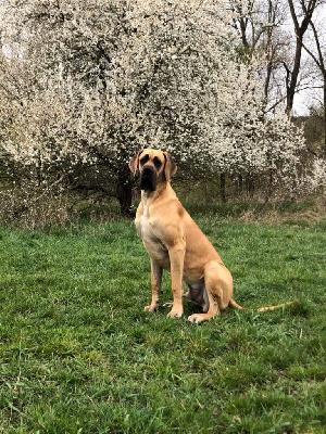 of Sweet Giants ECCO