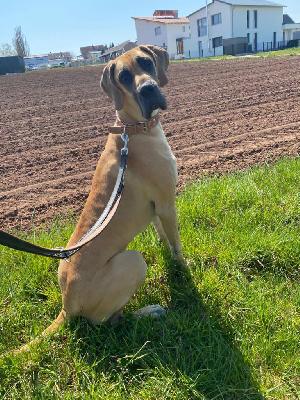 of Sweet Giants EBBY