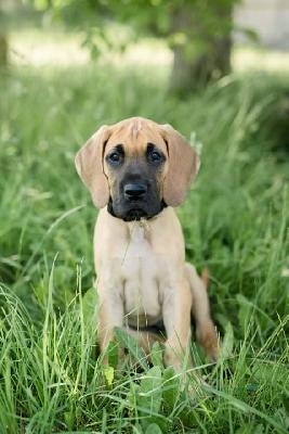 of Sweet Giants EMPIRE