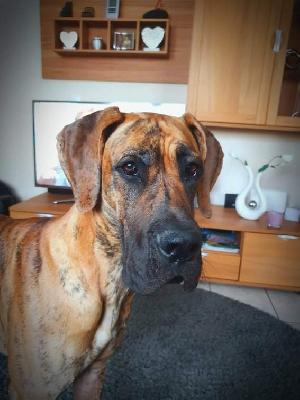 of Sweet Giants ESMERALDA