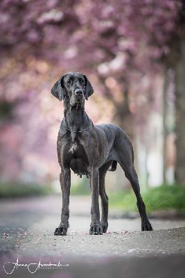 Aurelia von Gut Stepprath