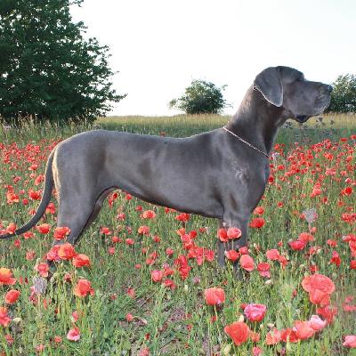 Fee von Gut Stepprath