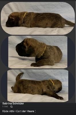 Athi vom Ostseefjord