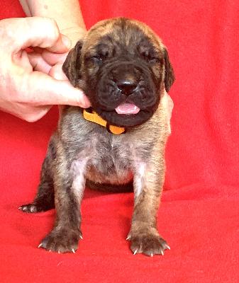 Athi vom Ostseefjord