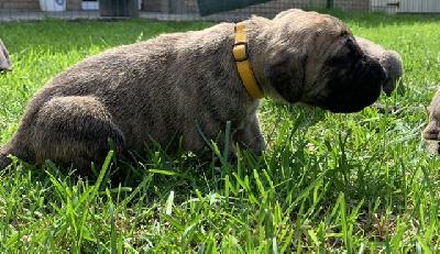 Athi vom Ostseefjord