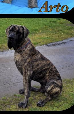 Arto vom Ostseefjord