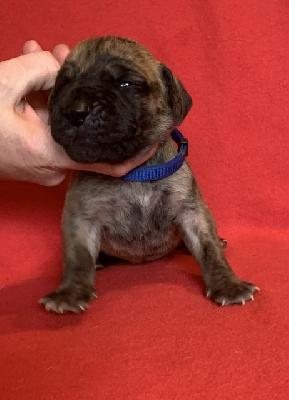 Anlii vom Ostseefjord