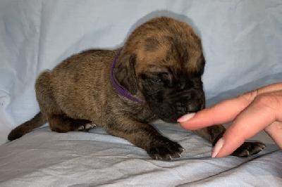 Anlii vom Ostseefjord