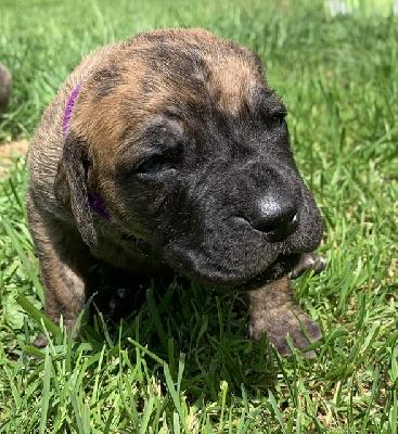 Anlii vom Ostseefjord