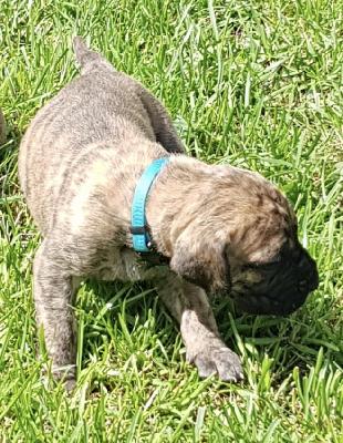 Aino vom Ostseefjord