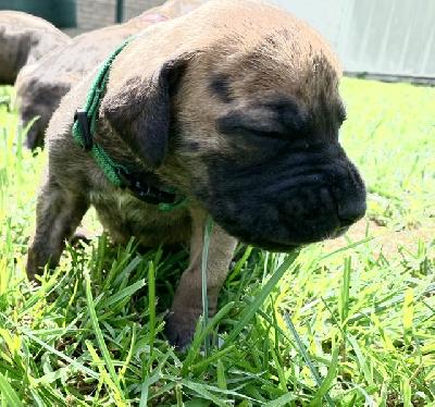 Anniko vom Ostseefjord