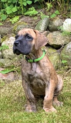 Anniko vom Ostseefjord