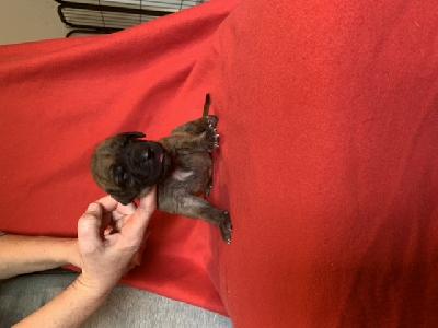 Alma vom Ostseefjord