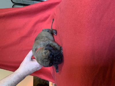 Alma vom Ostseefjord