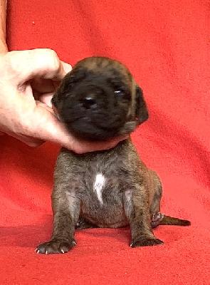 Alma vom Ostseefjord