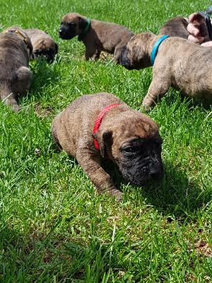 Alma vom Ostseefjord