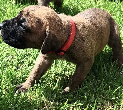 Alma vom Ostseefjord