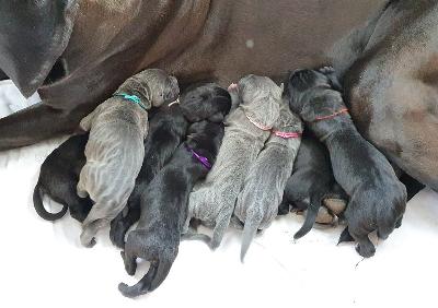 Mopsi Vom Hause Wagner