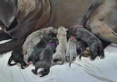 Maharadscha Vom Hause Wagner