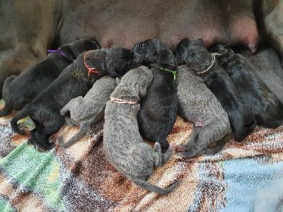 Ch Mr. Big Vom Hause Wagner